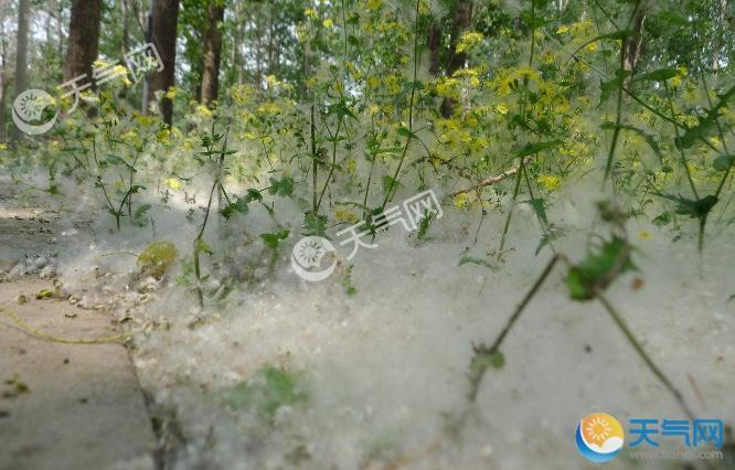 北京柳絮什么时候开始 北方柳絮什么时候飞