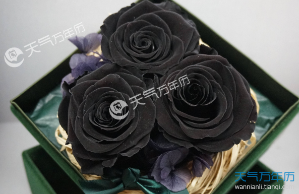 黑玫瑰花语是什么 黑玫瑰适合送什么人
