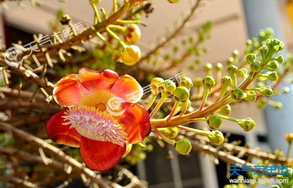 菩提花花语是什么意思|菩提花花语是什么 菩提花适合送什么人