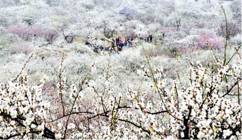 苏州香雪海景区梅花似雪