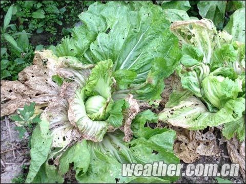 福建持续阴雨寡照 蔬菜生长受影响