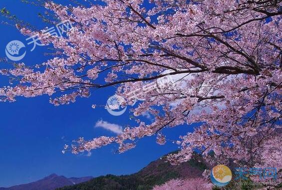 日本樱花在秋季盛开 可能是极端天气导致