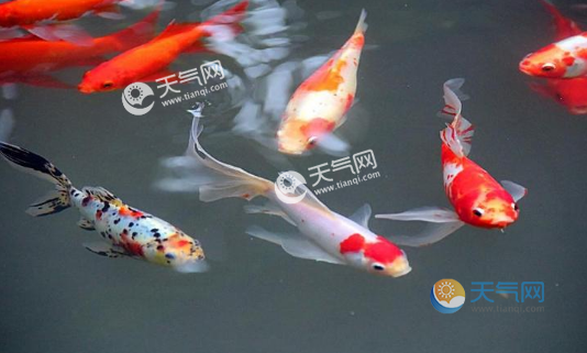 人養魚適合養幾條(圖片均來自網絡,侵權請聯繫刪除)1條:白水,可以旺財