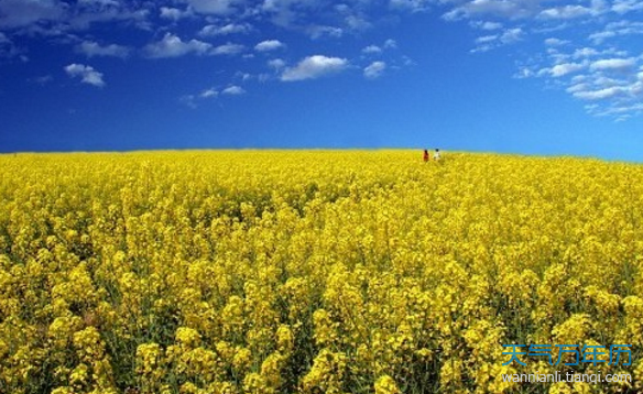 2019油菜花图片 2019年高清好看油菜花图片欣赏