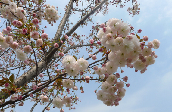 2019玉淵潭櫻花節什麼時候 2019玉淵潭櫻花幾月開