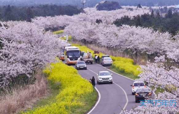 2019濟州島櫻花節什麼時候 濟州島櫻花花期2019