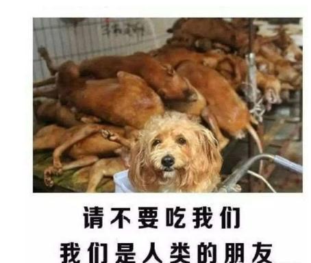 抵制玉林狗肉節圖片抵制玉林狗肉節重要事件