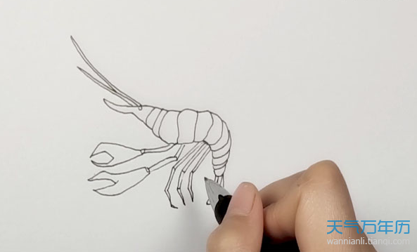 虾简笔画怎么画 虾的简笔画步骤图解教程