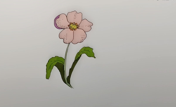 罂粟花叶子画法图片
