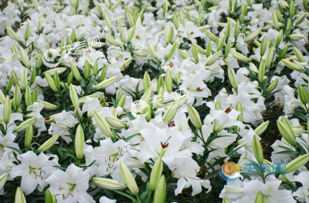 百合花在中国象征着什么(百合花中的百合花象征着什么)