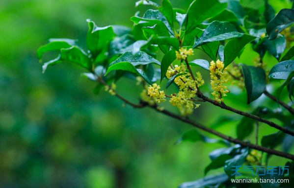 桂花的唯美句子短句(桂花的唯美句子短句朋友圈)