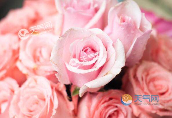 2020年1月14是什么情人节 每年的1月14日是什么情人节