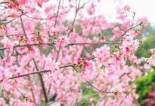 2020年武汉樱花提前开放！武汉的春天即将到来