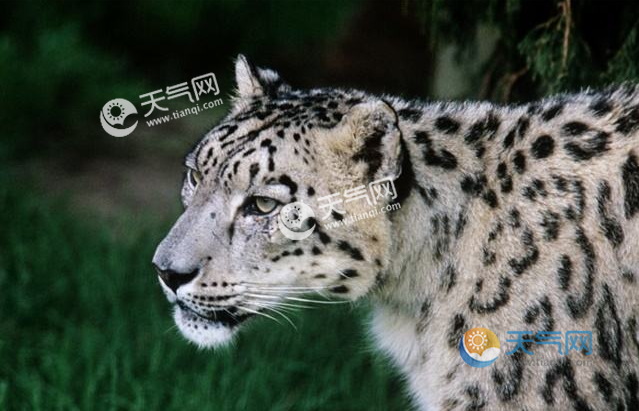 世界自然基金会雪豹项目专家张常智介绍,这是安放在祁连山末端的一台