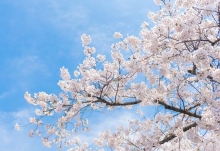 2020青岛几月份有樱花 2020青岛樱花节是什么时候