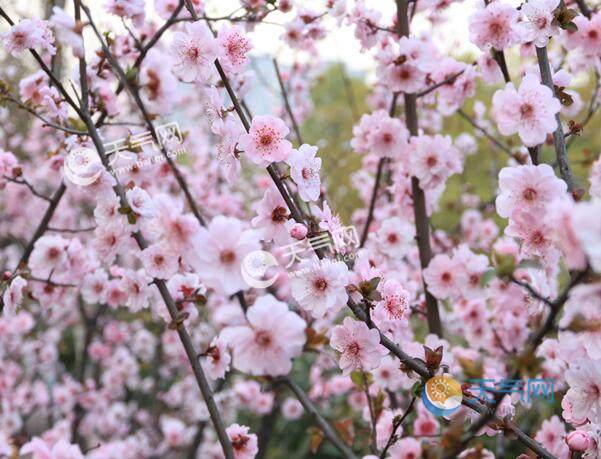 4月初旅游的地方推荐四月份风景最美的去处