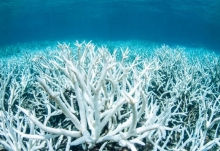 澳洲大堡礁大量白化死亡！是否和澳洲烧7个月的山火有关？