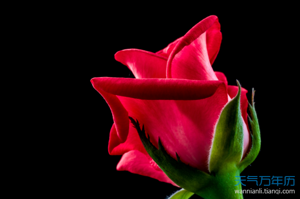 公历5月14日是什么节日 2020年5月14日是什么情人节