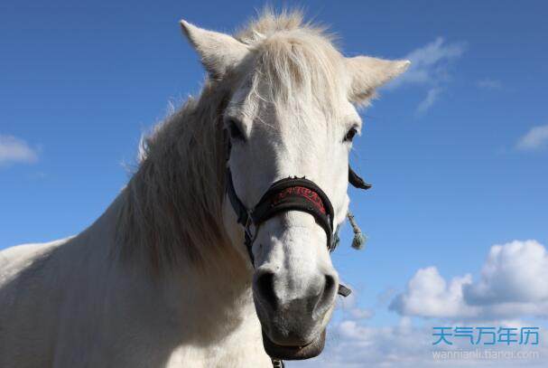 老黃曆術語:教牛馬是什麼意思 教牛馬的含義是什麼