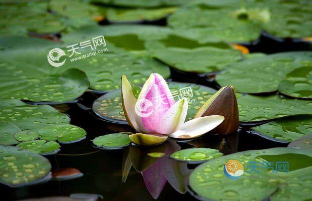 杭州梅雨季节(杭州梅雨季节是什么时候)