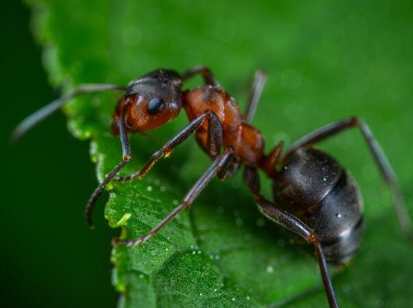 蚂蚁属于昆虫吗蚂蚁是不是昆虫类的
