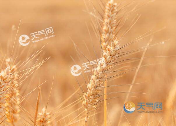 2020年芒种的具体时间 芒种是几月几日几时几分几秒