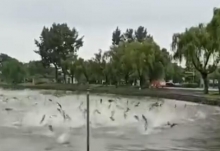 玄武湖公园现群鱼跳跃奇观什么原因 一大群鱼为什么突然跳出水面