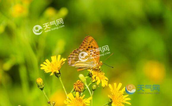 入伏第一天(入伏第一天下雨)