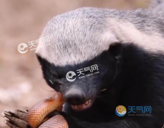 人稱平頭哥的動物是什麼 哪種動物被稱為平頭哥且最無所畏懼