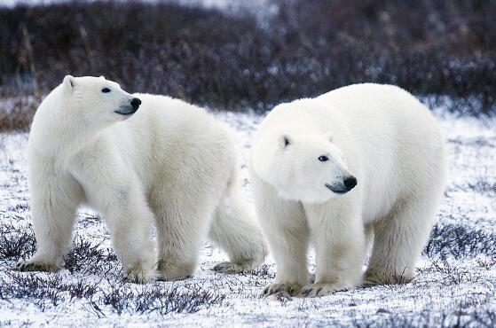 北极动物有哪些 北极除了北极熊还有什么动物
