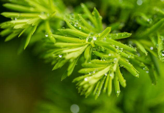 天街小雨润如酥草色遥看近却无描写哪个季节天街小雨润如酥草色遥看近