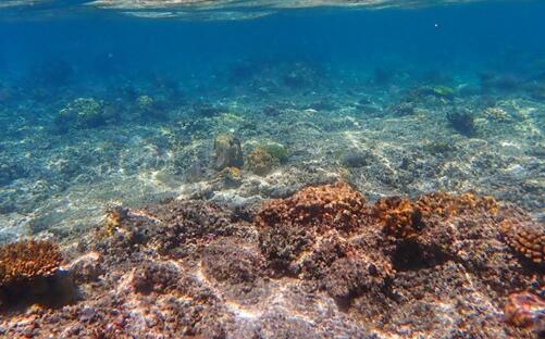 世界气象组织报告：海洋持续升温导致大规模的珊瑚白化