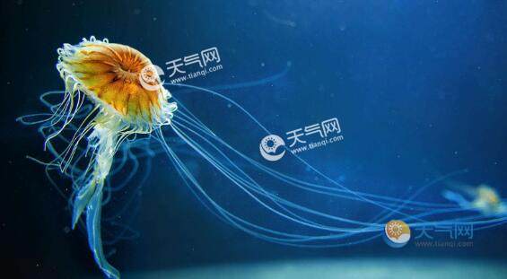 意大利海域遭水母入侵 当地居民:有的水母直径长达1米