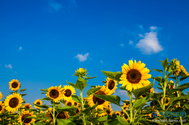 2021父亲节是什么时候 2021年六月几号是父亲节