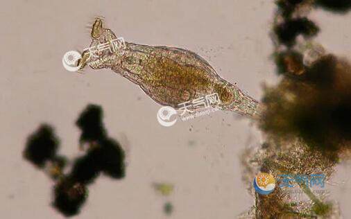 科學家復活2.4萬年前微生物是怎麼回事 網友:真是神奇 - 天氣網