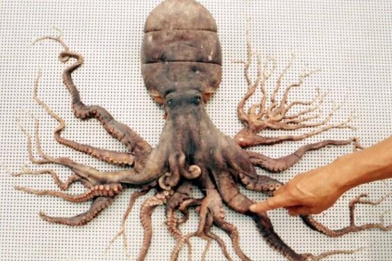 韩国渔民发现32条“腿”章鱼是怎么回事 这日本福岛核废水有关吗