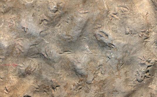 四川自贡发现中国最小恐龙足迹 其中一个足迹长10.2毫米