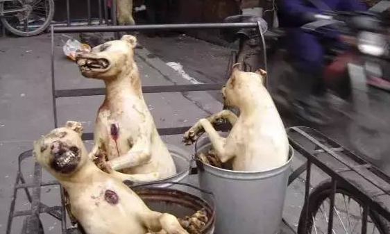 2019玉林狗肉节图片玉林狗肉节残忍图片看者痛心