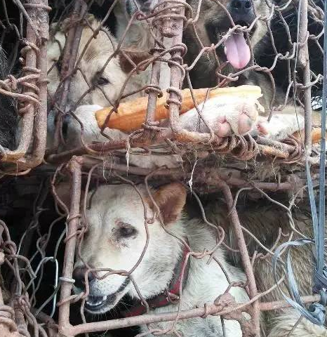 2019玉林狗肉节图片玉林狗肉节残忍图片看者痛心