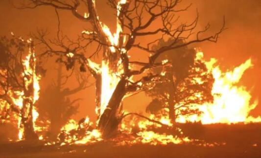 美国加州闪电引发森林火灾 目前火势还在不断加剧