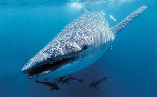 研究人员发现海水中鲸鲨的基因秘密 已发表在科学刊物