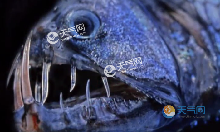 刀齿蝰鱼真的存在吗 刀齿蝰鱼是真实存在吗