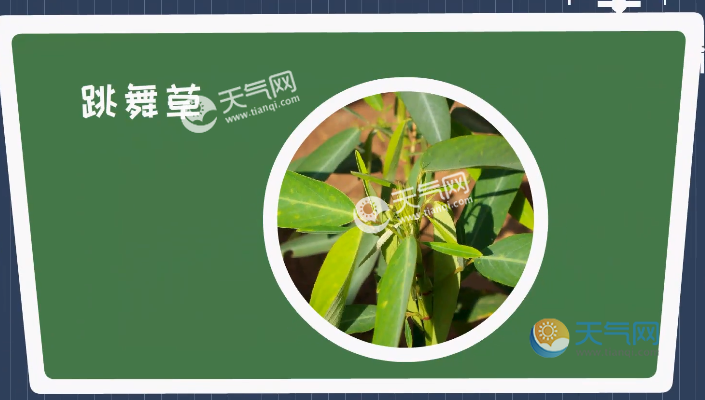 跳舞草为什么能跳舞 跳舞草会跳舞的原因