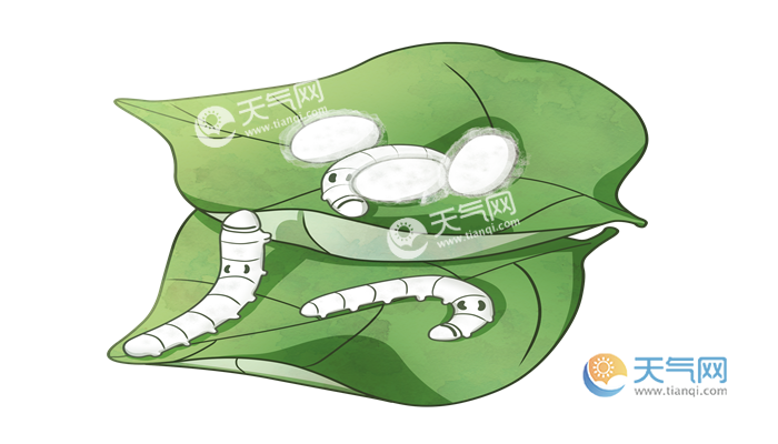 蚕吐丝是为了什么蚕为什么要吐丝