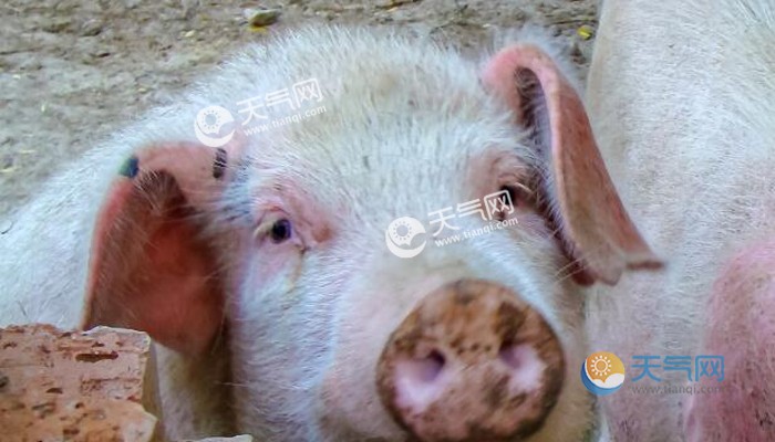 成语冷水烫猪是形容什么 冷水烫猪是什么意思