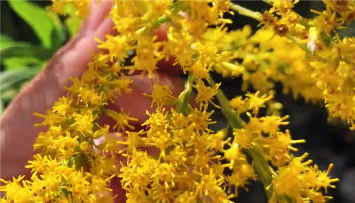 加拿大一枝黄花能在沙漠生长吗 加拿大一枝黄花可以在沙漠生存吗