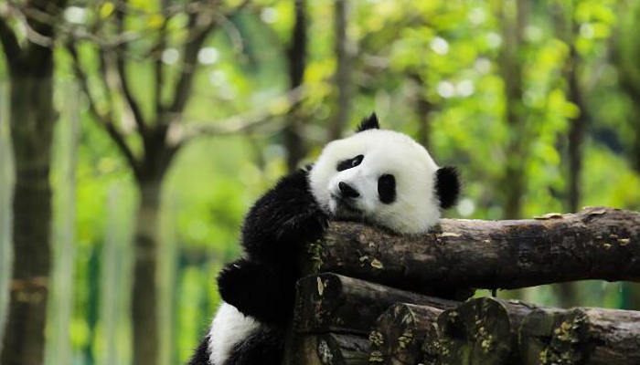北京动物园熊猫翻墙越狱  已带回圈舍状态良好