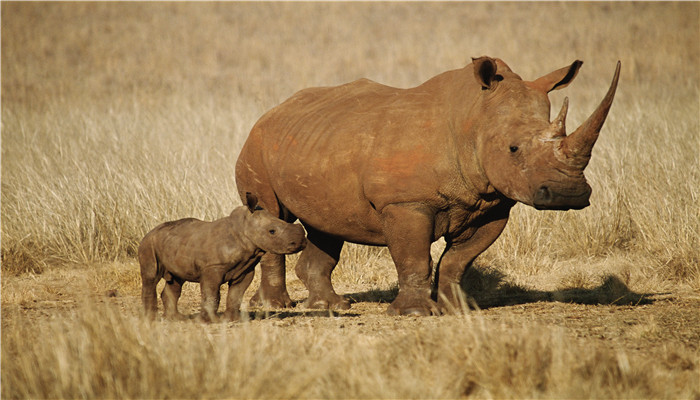 犀牛生活在水里还是陆地上犀牛生活在水里还是陆地