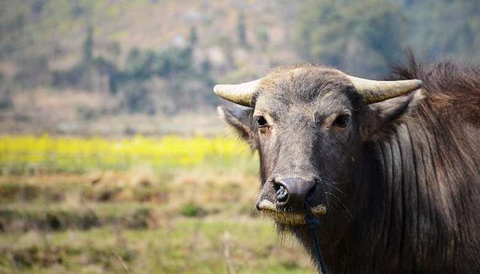 广西水牛每年有60天年假 网友:真让人羡慕