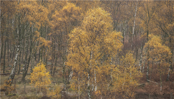 亚寒带针叶林植被图片